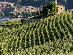 LES PAYSAGES DES GRANDS VINS