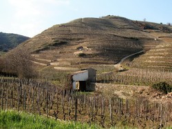 LES PAYSAGES DES GRANDS VINS