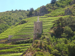 LES PAYSAGES DES GRANDS VINS